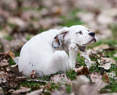 One flea bite can cause a big reaction in an allergic dog.