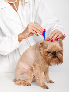 Flea control in dogs helps prevent flea-related illnesses. Flea prevention is an important part of dog care.