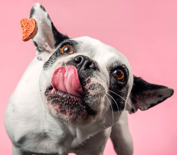 Food trials help diagnose food allergies in dogs. Learn about food trials in dogs.
