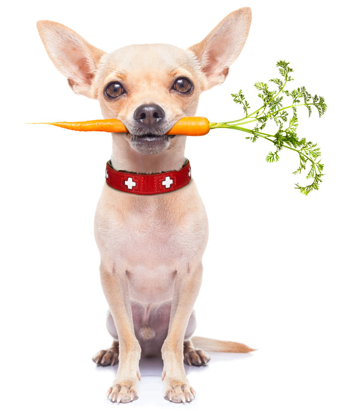 Safe fruits and veggies for dogs.