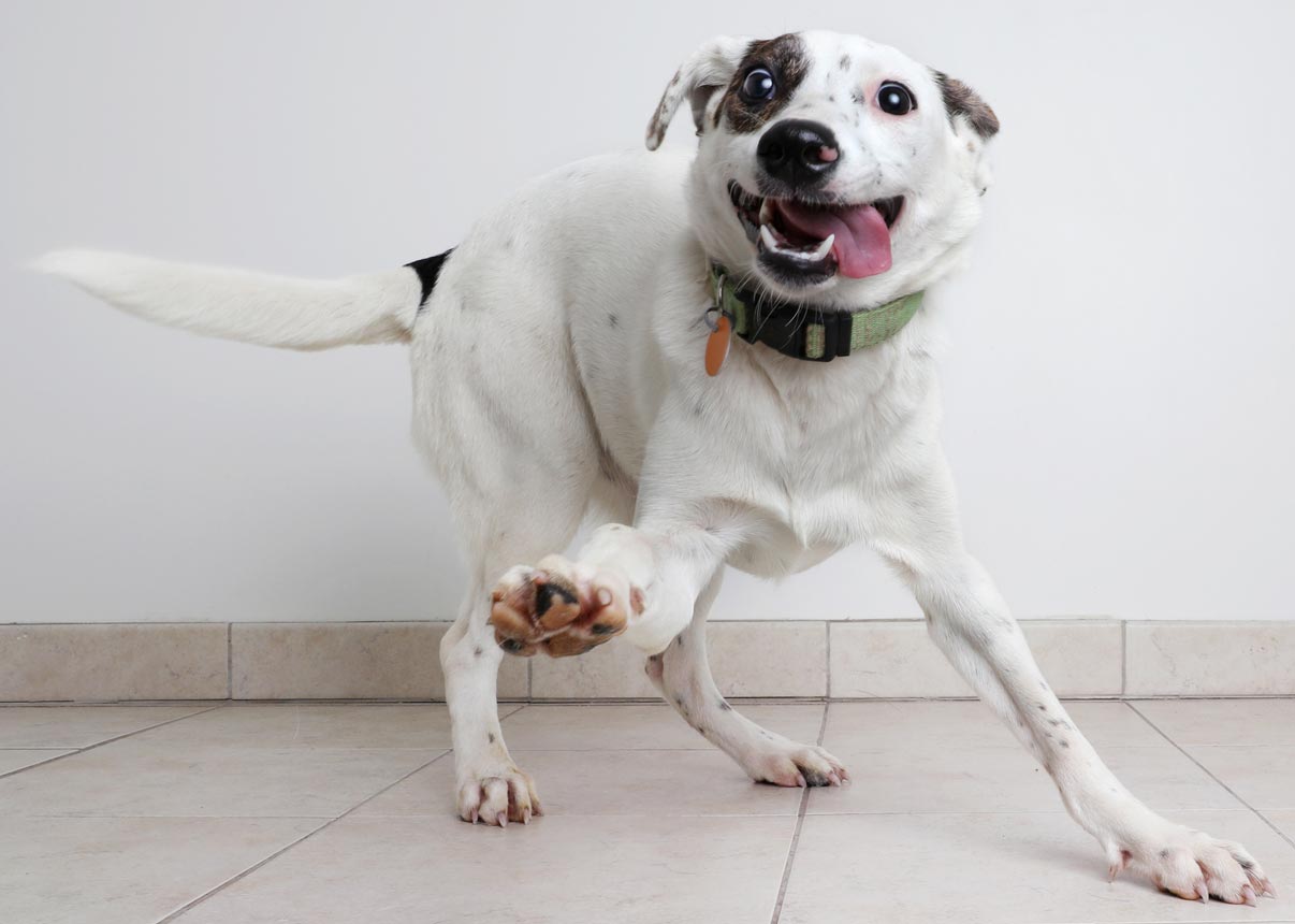 These games will make your dog happy. Play these special games with your dog.