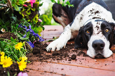 Many plants and garden chemicals are toxic to dogs.
