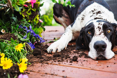 Many plants and garden chemicals are toxic to dogs.