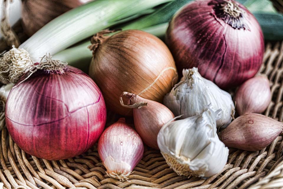Learn why garlic and onions are toxic to dogs.