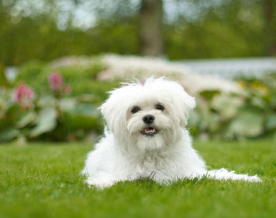 These things can help you keep your dog safe. Do these things to keep your dog as safe as possible.