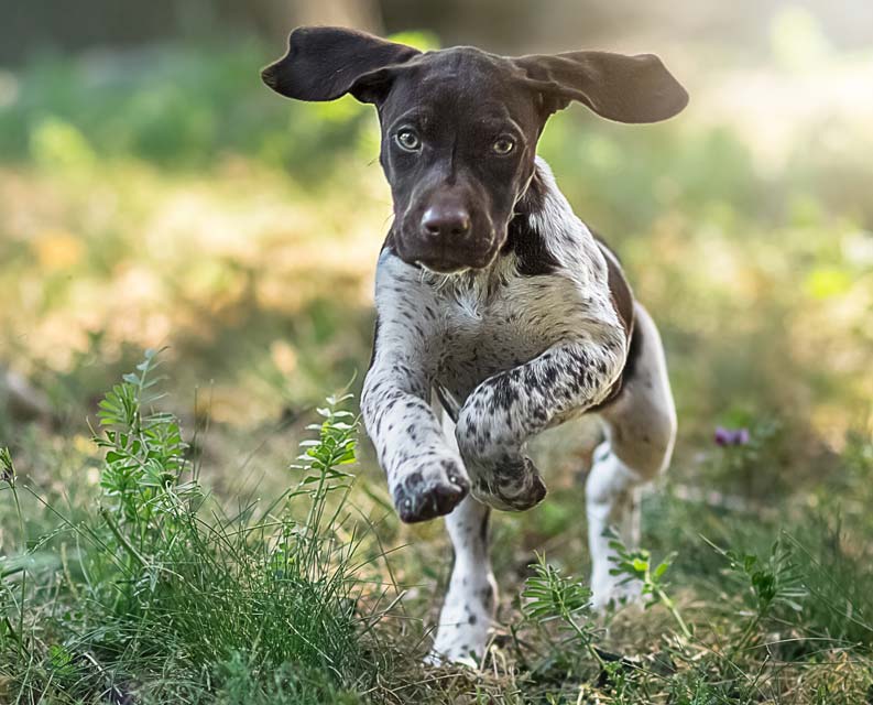 GSPs make good pets with high energy.