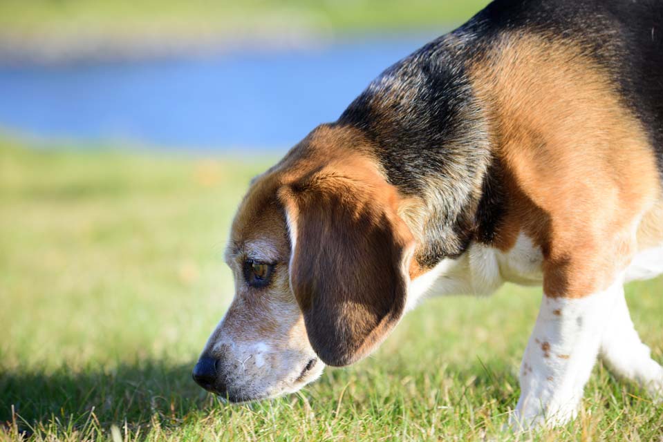 Giardia in Dogs