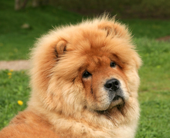 Glaucoma in dogs may be primary or secondary. Glaucoma is painful and results in blindness.
