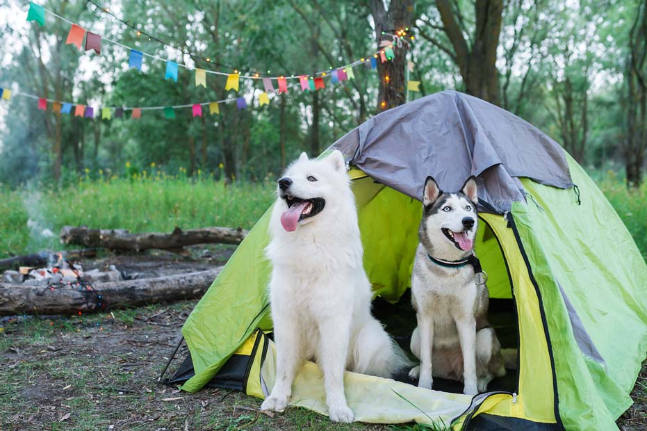 Camping with your dog fun with some precautions.
