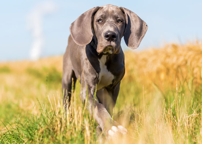 Learn about great Danes and their general characteristics.