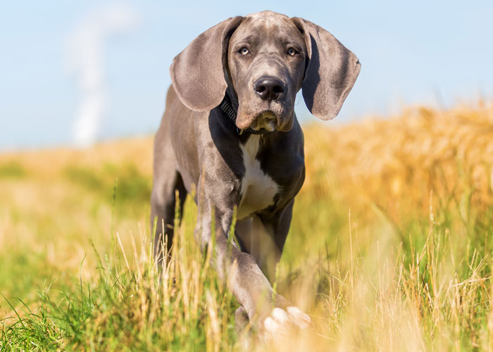 Find out the health and personality characteristics of great Danes. Learn about great Danes and their general characteristics.
