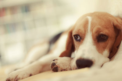 Handling a sick or injured dog requires care and caution. Care must be taken when transporting injured dogs.