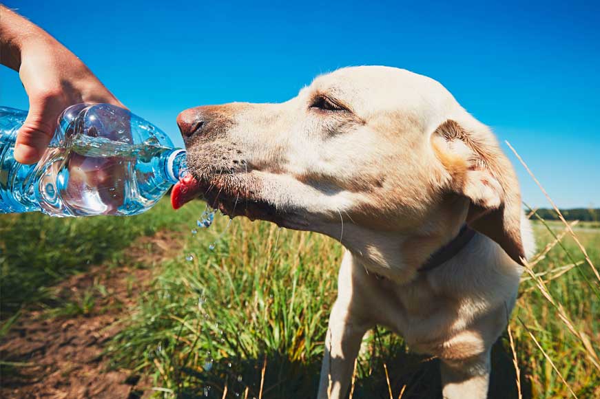Learn about canine heatstroke.