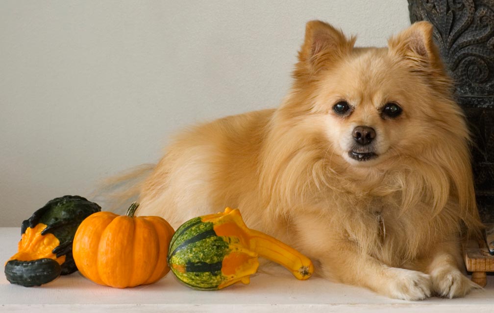 Tips for helping your dog be a good host. Help your dog be a good Thanksgiving host.
