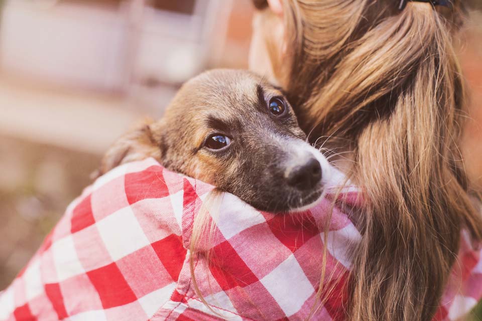 Tips for helping a dog deal with sadness and grief. Learn how to help your dog deal with grief.