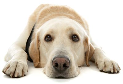 Dogs may get internal tumors that bleed.