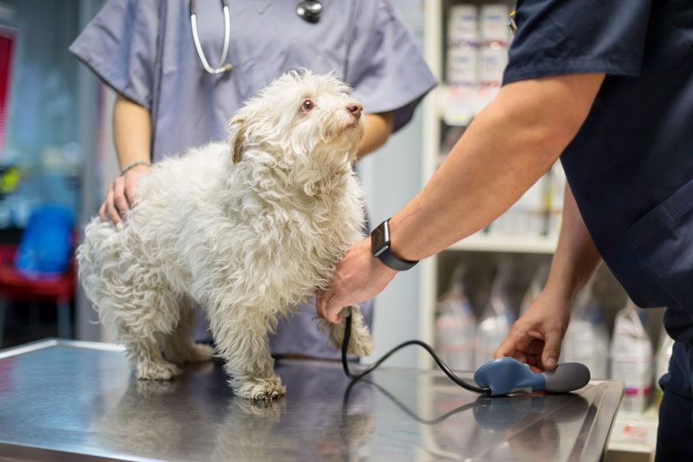High blood pressure in dogs needs treatment. High blood pressure in dogs is serious.