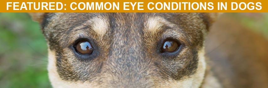 Featured Article: Common Eye Conditions in Dogs