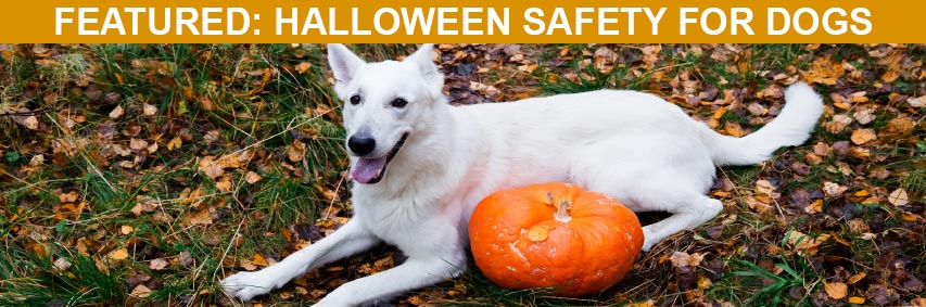 Featured Article: Halloween Safety for Dogs