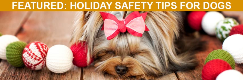 Featured Article: Holiday Safety Tips for Dogs