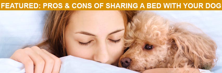 Featured Article: Pros and Cons of Sharing a Bed with Your Dog