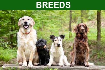 Breeds