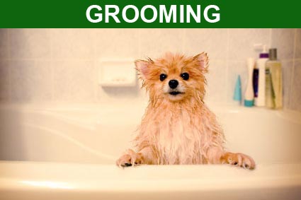 Grooming