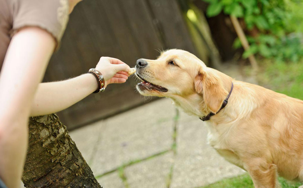 Follow these tips for safer homemade dog treats.