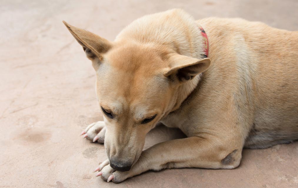 Hookworms feed on a dog’s blood. Hookworms are an intestinal parasite.
