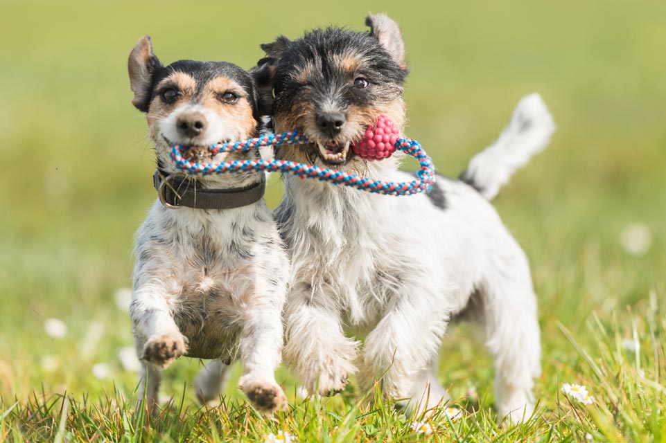 Can all dogs be friends?