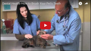 This informative video teaches you how to brush your pet's teeth.