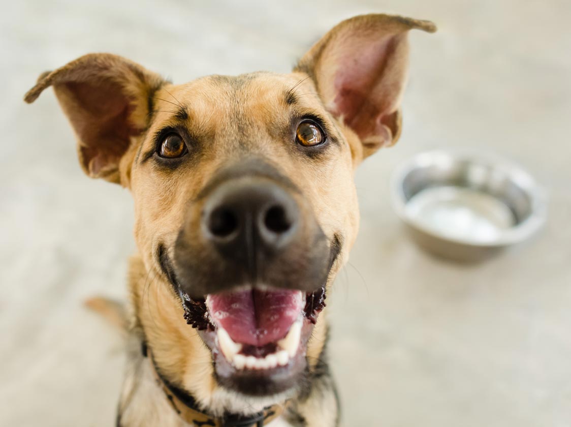 Change your dog’s food without causing GI problems. Learn techniques for making dog food changes.