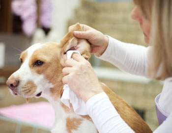 Cleaning a dog’s ears takes some know-how.