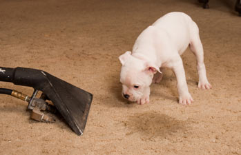 Dog urine in carpeting can be a frustrating problem.