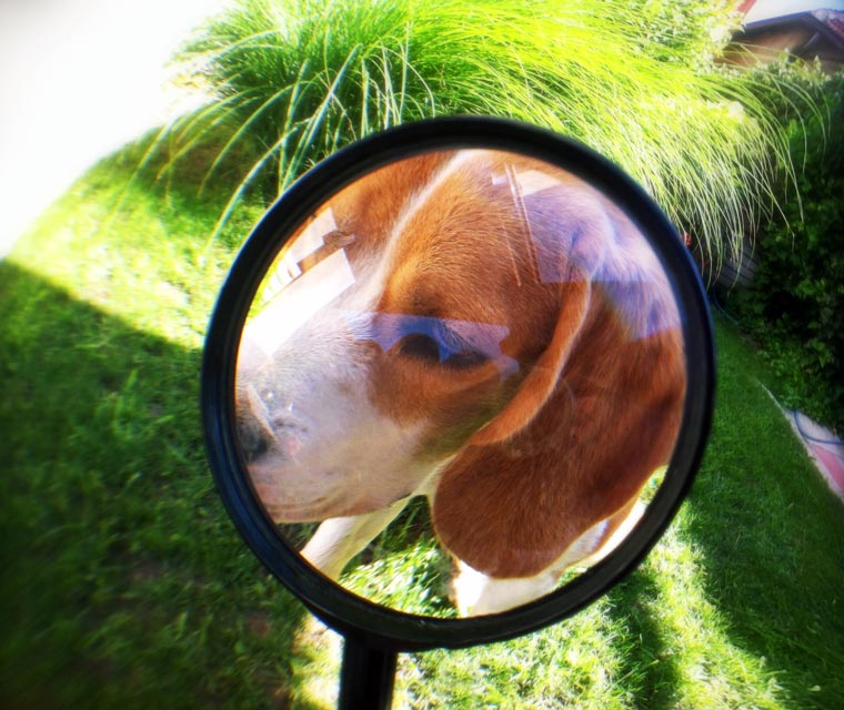 Why can it be hard to get rid of fleas. Learn the best ways to get rid of fleas.