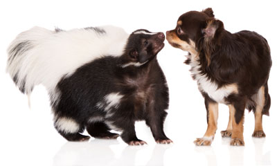 Use this recipe to get rid of skunk smell on a dog.