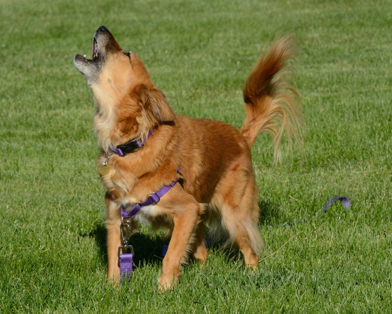 Tips for handling dog barking. Learn some tips for handling dog barking in different situations.