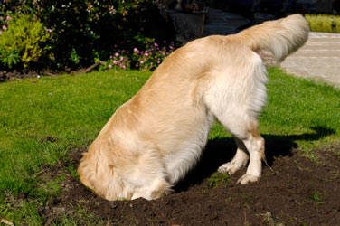 Dogs can be trained to dig in specific areas. Digging is natural behavior for dogs.