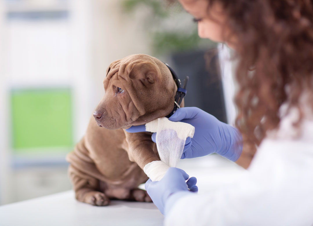 When does a dog need an emergency vet? Learn signs that your dog needs to go to the emergency clinic.