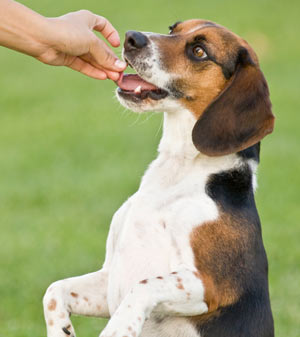 Learn how to make crispy dog treats from canned food.