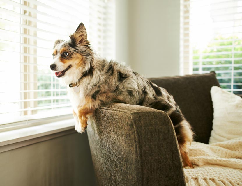 Follow these tips to hep manage separation anxiety in your dog.