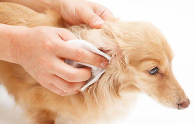 Learn the proper technique for medicating a dog’s ears.