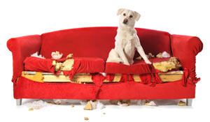 You may inadvertently trigger separation anxiety in your dog. There are some things you can do to avoid triggering separation anxiety.