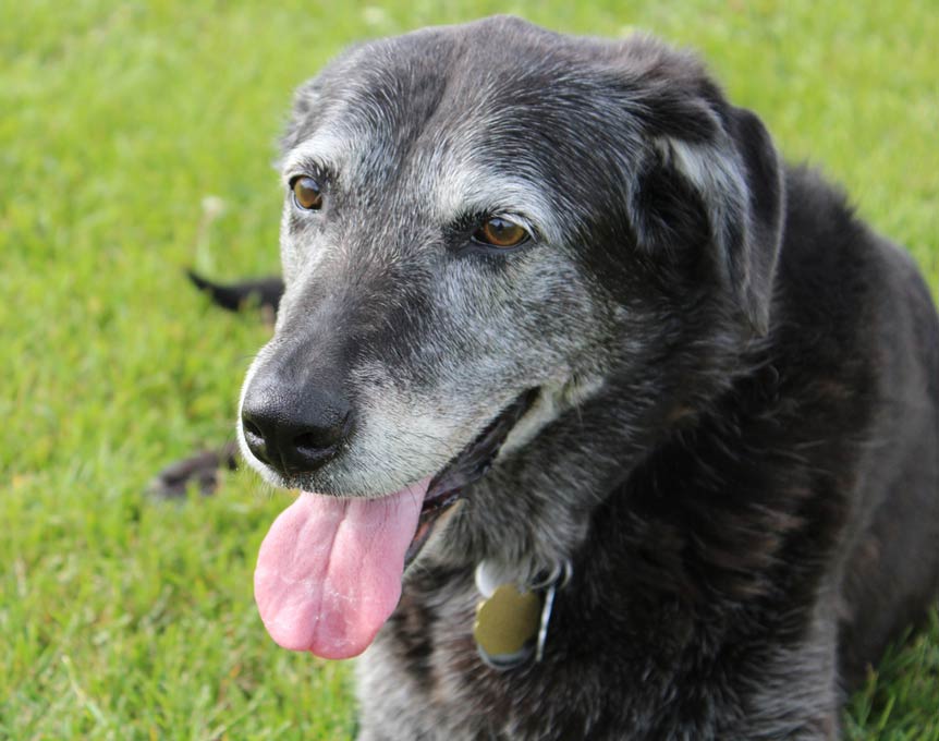 Your veterinarian is your dog’s advocate, and yours. Talk honestly with your veterinarian at the end of your dog’s life.