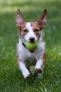 Teach a dog to fetch by following easy steps. Not all dogs automatically know how to fetch.
