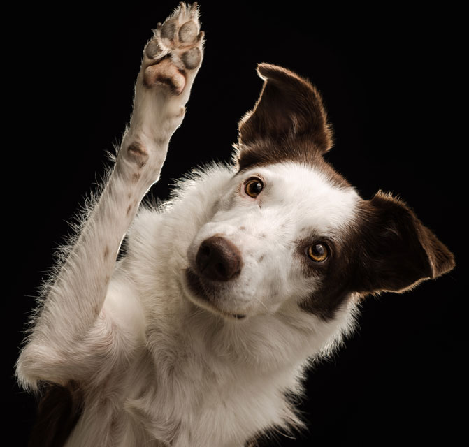 Teach a dog how to wave at people on command. Learn about teaching a dog the wave trick.