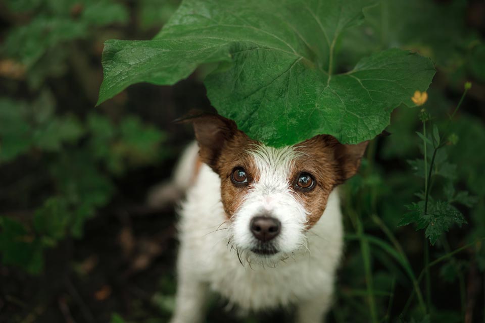 Some dogs hate going potty in the rain.