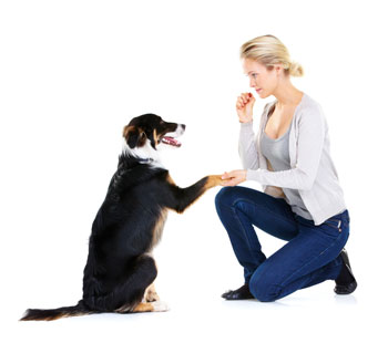 Teach a dog how to shake with positive reinforcement.