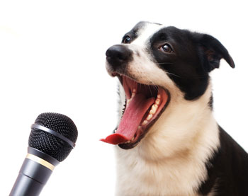 Teach your dog to speak.