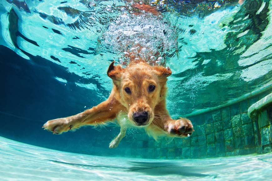 Learn how to teach a dog to swim.